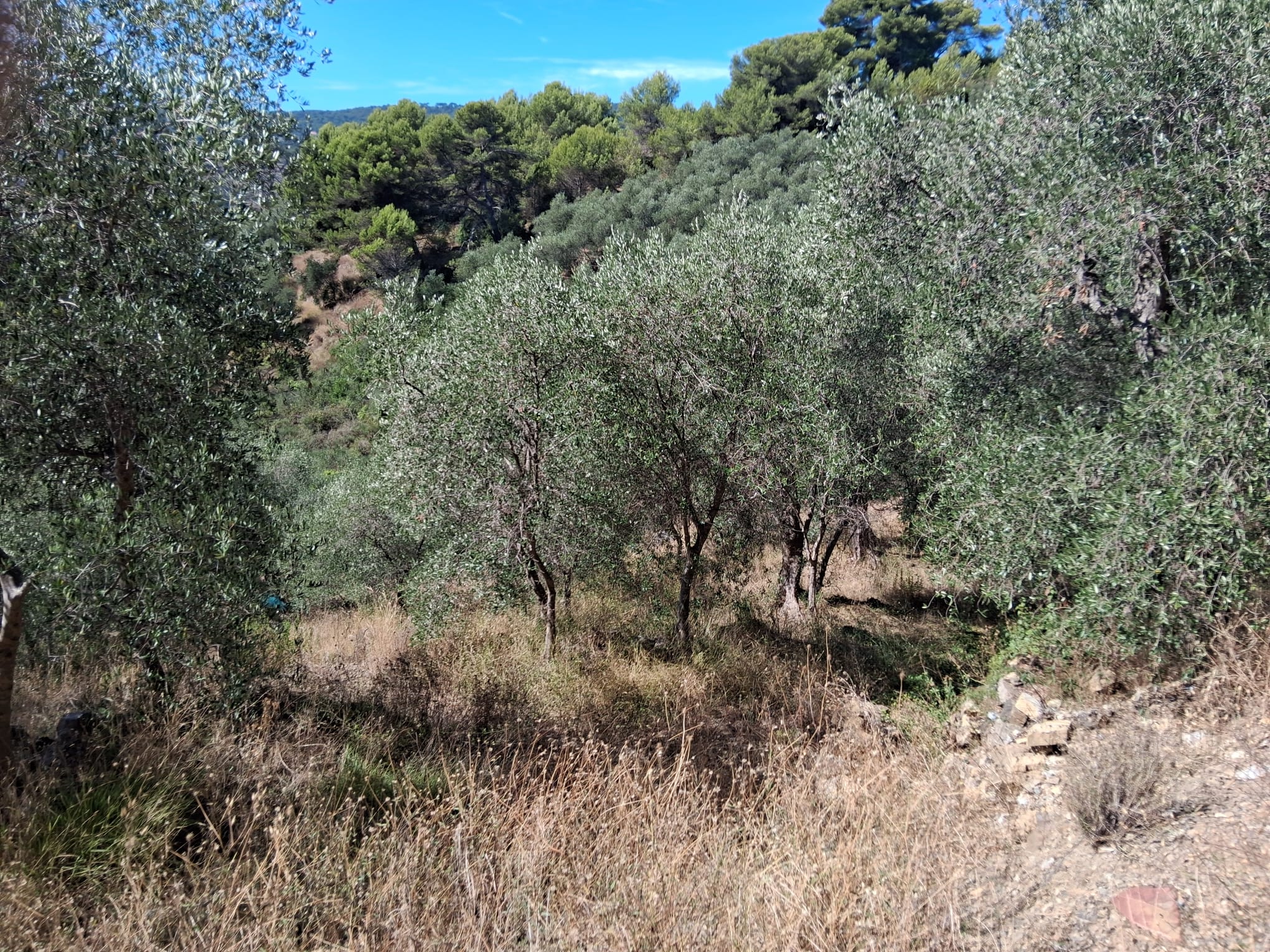 działka-na-sprzedaż-w-Prowincji-Imperia-w-Ligurii działka na sprzedaż w Prowincji Imperia w Ligurii