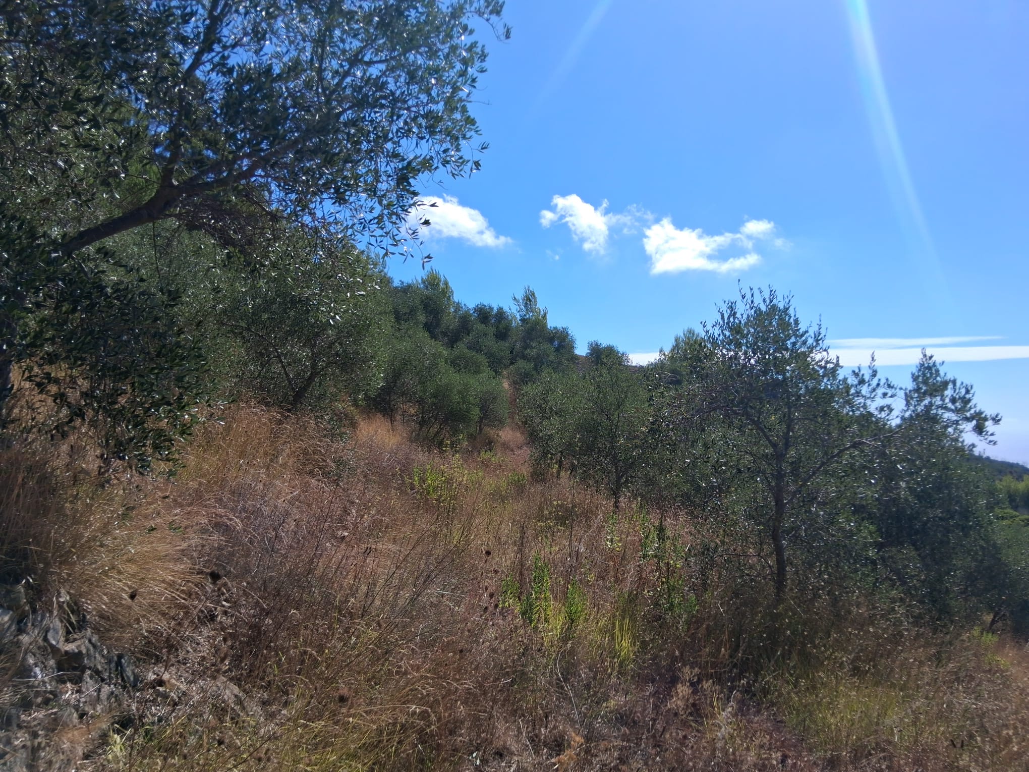 działka-na-sprzedaż-w-miejscowości-w-Prowincji-Imperia działka na sprzedaż w miejscowości w Prowincji Imperia