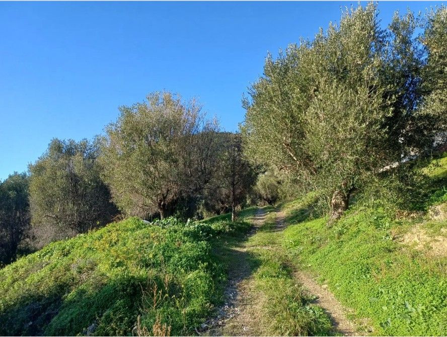 rozległy gaj oliwny na sprzedaż w Centola we Włoszech